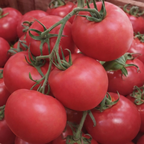 Tomāti ķekaros 2šķira Turcija