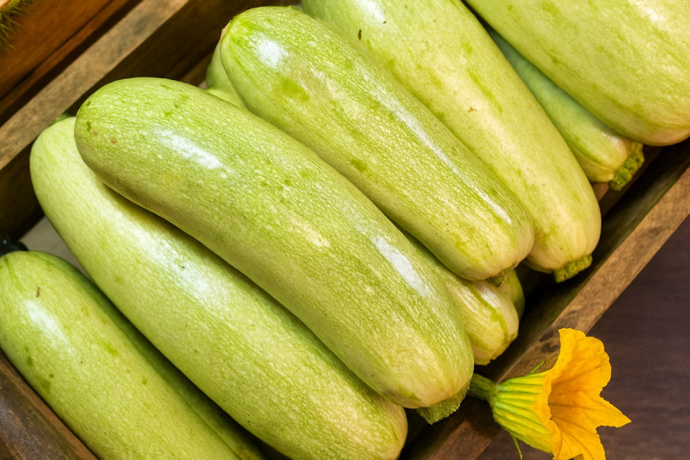 Kabači baltie Latvija