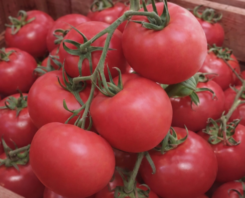 Tomāti ķekaros 2šķira Turcija